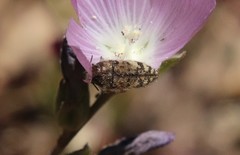 Acmaeodera hepburnii