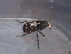 Sphinctotropis paviei