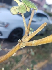 Stenomacra marginella