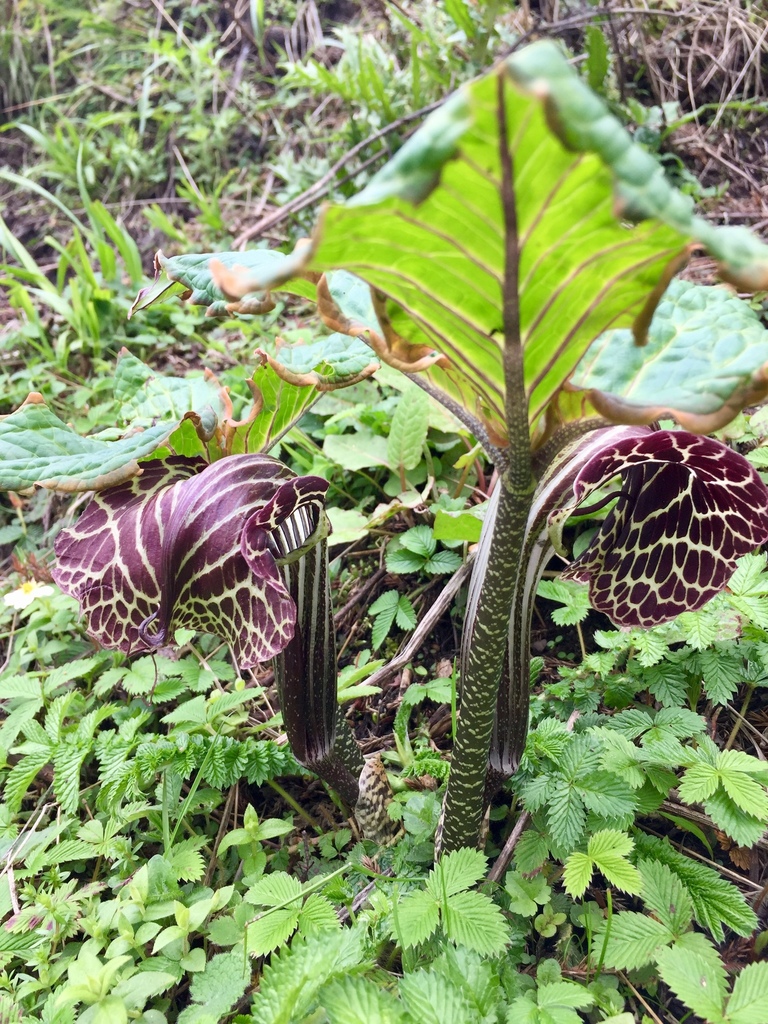 Arisaema griffithii (Griffith's Cobra Lily)