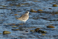 Pluvialis squatarola