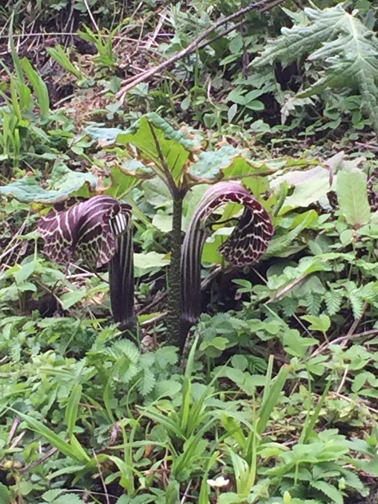 Arisaema griffithii BULBS (Griffith's Cobra Lily)