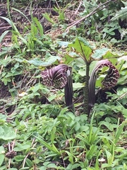 Arisaema griffithii