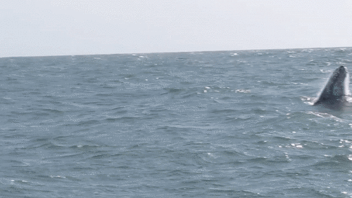 Humpback Whale photographed in California
