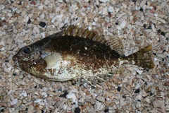 Siganus spinus