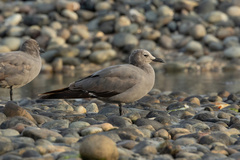 Leucophaeus modestus