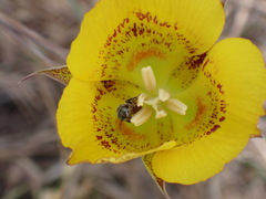 Perdita californica
