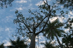 Sterculia vitiensis