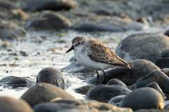 Calidris pusilla
