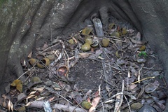 Sterculia vitiensis
