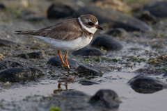 Charadrius semipalmatus