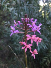 Epidendrum arachnoglossum