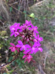 Epidendrum arachnoglossum