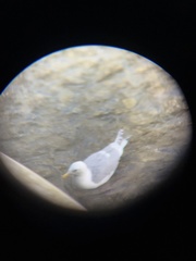 Larus glaucescens × occidentalis