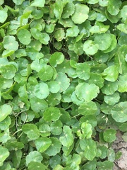 Hydrocotyle prolifera