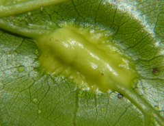 Melikaiella tumifica