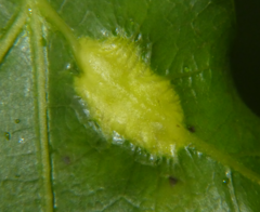 Melikaiella tumifica