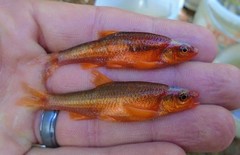 Notropis lutipinnis