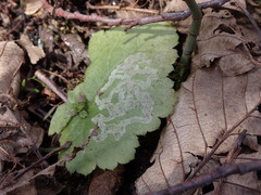 Phytomyza tiarellae