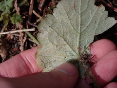 Phytomyza tiarellae