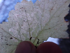 Phytomyza tiarellae