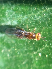 Herodotia subatriventris