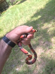 Lampropeltis gentilis