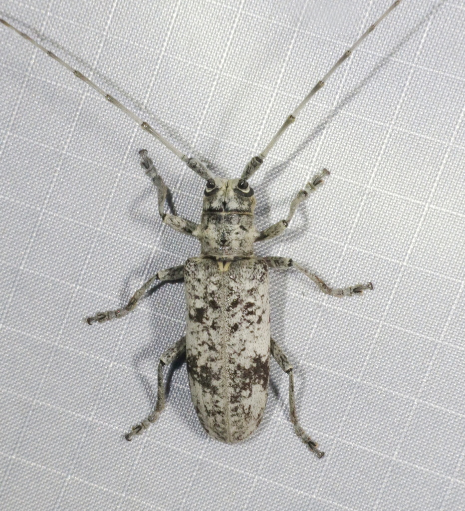 White Oak Borer