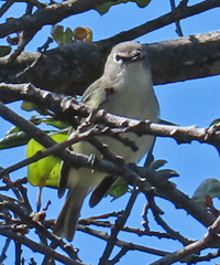 Vireo plumbeus