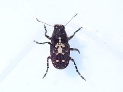 Sphinctotropis paviei