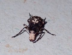 Sphinctotropis paviei