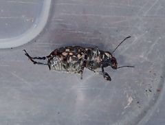 Sphinctotropis paviei