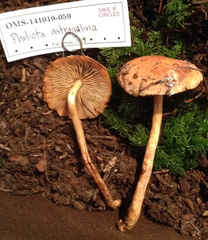 Pyrrhulomyces astragalinus