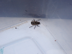 Sphinctotropis paviei