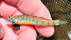 Etheostoma stigmaeum
