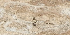 Eunota gabbii