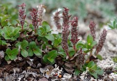 Salix tschuktschorum