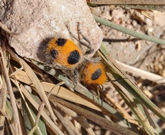 Dasymutilla cressoni
