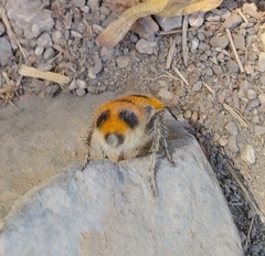 Dasymutilla cressoni