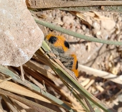 Dasymutilla cressoni