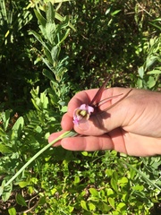 Cleistesiopsis divaricata