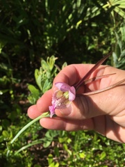 Cleistesiopsis divaricata