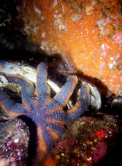 Metandrocarpa taylori