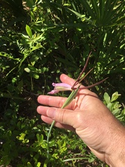 Cleistesiopsis divaricata