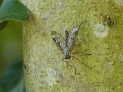 Rhagio atlanticus