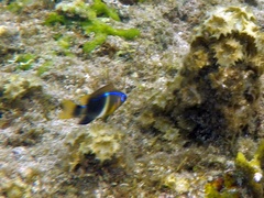 Chrysiptera leucopoma