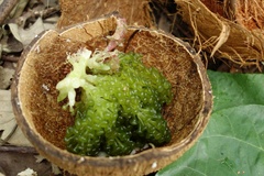 Caulerpa lentillifera