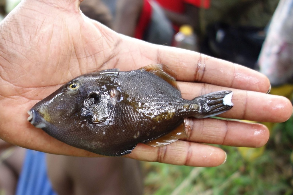 Black Triggerfish