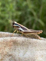 Paroxya atlantica
