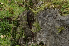 Emoia nigra